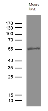 m01004 anti mok protein kinase mok mouse monoclonal antibody clone id oti6c12 wb testing 2