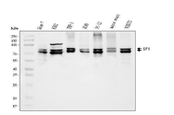  Western blot analysis of splicing factor 1 using anti-splicing factor 1 antibody (M01009-1)