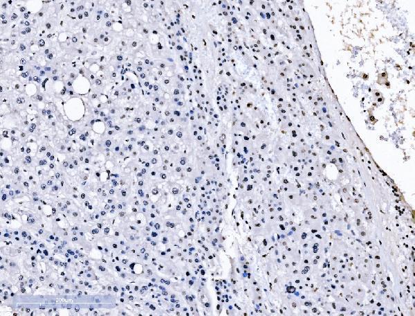 m01009 2 sf1 primary antibodies ihc testing 4