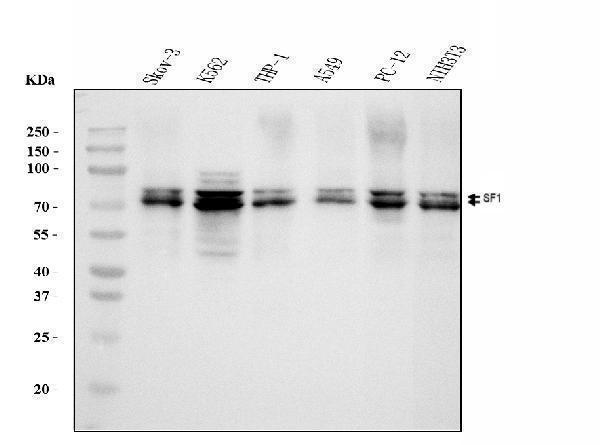  Western blot analysis of splicing factor 1 using anti-splicing factor 1 antibody (M01009-2)