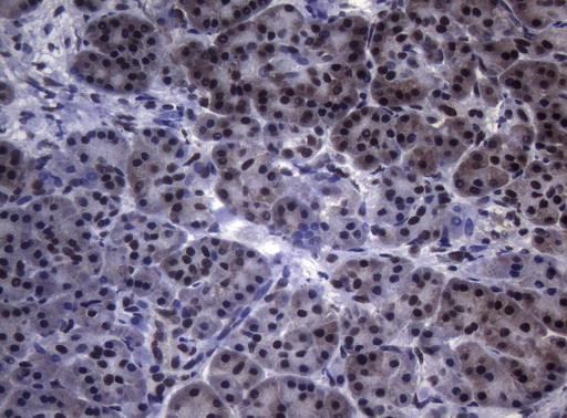 m01009 anti splicing factor 1 sf1 mouse monoclonal antibody clone id oti7h9 ihc testing 2