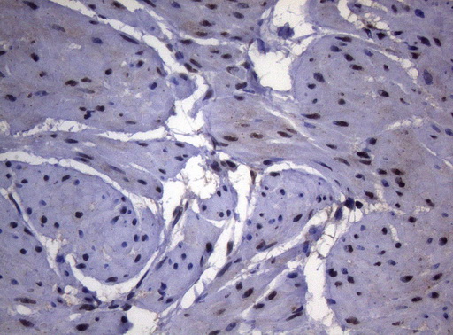 m01009 anti splicing factor 1 sf1 mouse monoclonal antibody clone id oti7h9 ihc testing 4