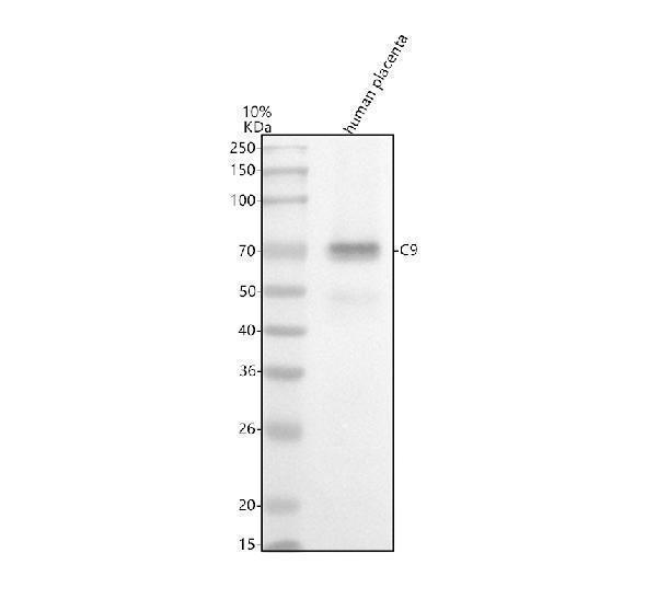 m01010 c9 primary antibodies wb testing 1