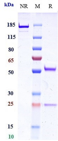 Anti-TNFRSF17/BCMA/CD269 Reference Antibody (belantamab mafodotin) on SDS-PAGE under reducing (R) condition
