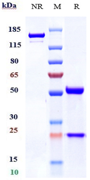 Anti-TNFRSF17/BCMA/CD269 Reference Antibody (belantamab) on SDS-PAGE under reducing (R) condition