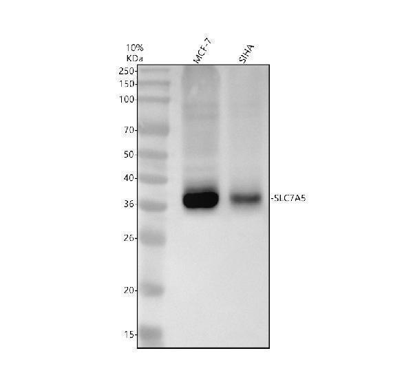 Western blot analysis of SLC7A5 using anti-SLC7A5 antibody (M01016-2)