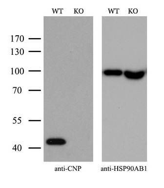 Equivalent amounts of cell lysates (10 ug per lane) of wild-type HeLa cells (WT) and CNP-Knockout hela cells (KO) were separated by SDS-PAGE and immunoblotted with anti-CNP monoclonal antibody M01017-4