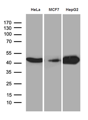 m01017 4 anti cnpase cnp mouse monoclonal antibody clone id oti3c3 wb testing 3