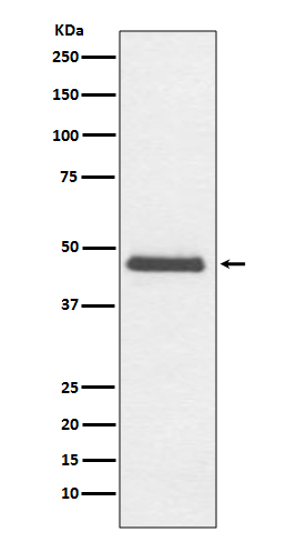Western blot analysis of CNPase expression in C6 cell lysate