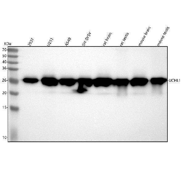 m01018 2 pgp95 primary antibodies wb testing 1