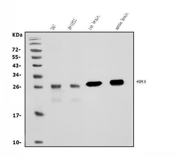 m01018 6 pgp9 5 primary antibodies wb testing 1