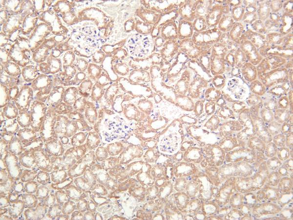 Mouse kidney was stained with anti-PGP9