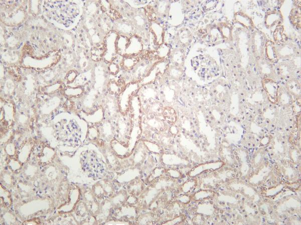 Rat kidney was stained with anti-PGP9