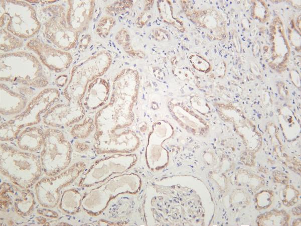 m01018 8 uchl1 primary antibodies ihc testing 4