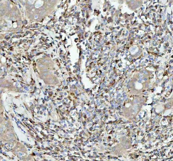 m01019 1 gpx1 primary antibodies ihc testing 4