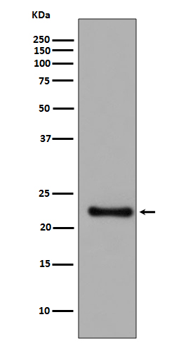 Western blot analysis of GPX1 expression in SH SY5Y cell lysate