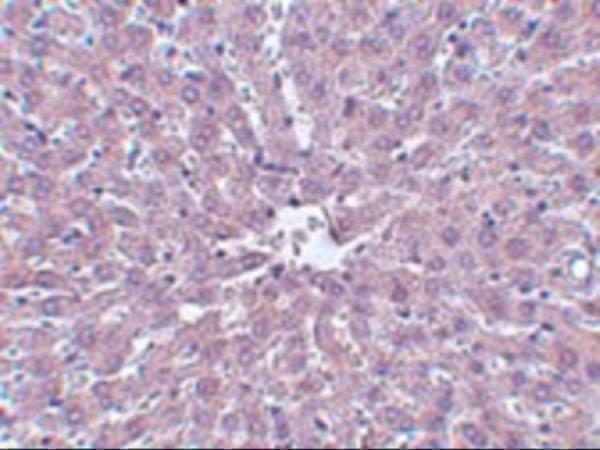 Immunohistochemistry of IRAK in rat liver tissue with IRAK antibody at 5 μg/mL