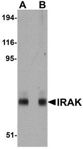 Western blot analysis of IRAK in mouse liver lysate with IRAK antibody at (A) 1 and (B) 2 μg/mL