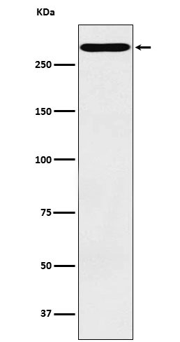 Western blot analysis of CD35 expression in TF1 cell lysate
