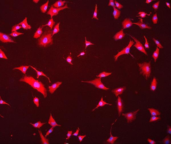 m01024 1 hsc70 primary antibodies if testing 9