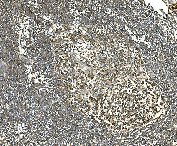 m01024 1 hsc70 primary antibodies ihc testing 4_1