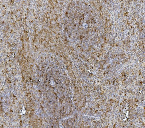 m01024 1 hsc70 primary antibodies ihc testing 7