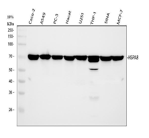  Western blot analysis of HSC70/HSPA8 using anti-HSC70/HSPA8 antibody (M01024-1)