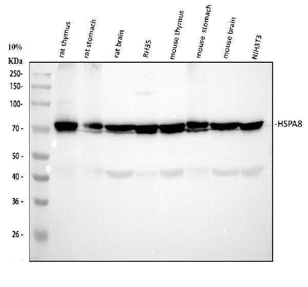  Western blot analysis of HSC70/HSPA8 using anti-HSC70/HSPA8 antibody (M01024-1)