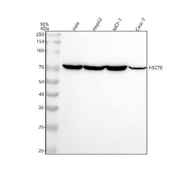  Western blot analysis of Hsp70 using anti-Hsp70 antibody (M01024-4)
