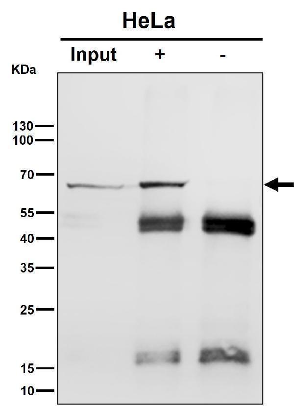 Immunoprecipitate (IP) analysis using the Antibody at 1:50 dilution