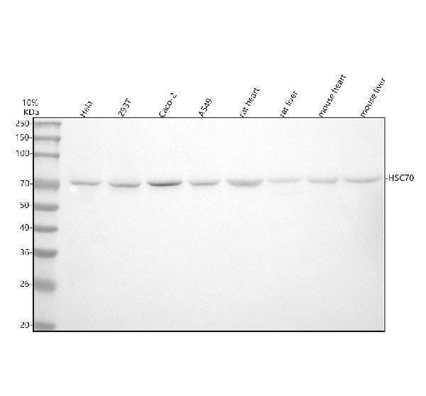 Western blot analysis of HSC70/HSPA8 using anti-HSC70/HSPA8 antibody (M01024)