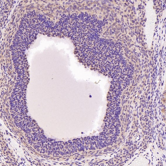Immunohistochemical analysis of paraffin-embedded Rat ovary, using the Antibody at 1:200 dilution