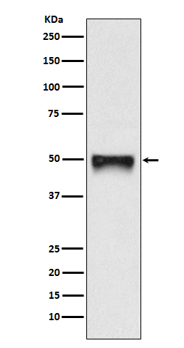 Western blot analysis of CD209 expression in HACAT cell lysate