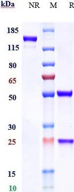 Anti-DC-SIGN/CD209 Reference Antibody (INSERM patent anti-DC-SIGN) on SDS-PAGE under reducing (R) condition