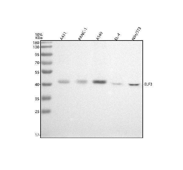 m01027 1 ese1 primary antibodies wb testing 1