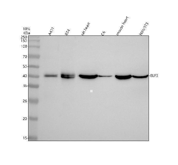 m01027 1 ese1 primary antibodies wb testing 1_1