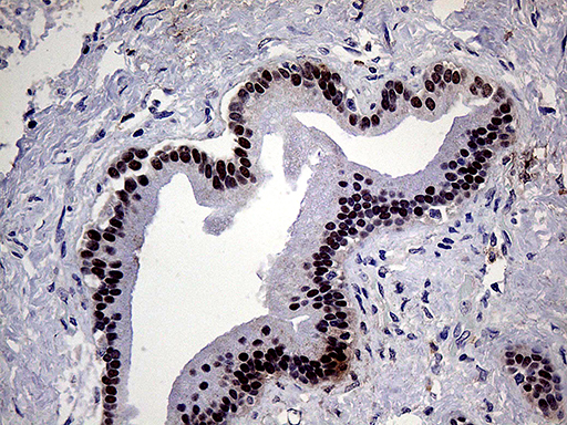 m01027 anti ese1 elf3 mouse monoclonal antibody clone id oti6g6 ihc testing 3