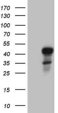 m01027 anti ese1 elf3 mouse monoclonal antibody clone id oti6g6 wb testing 1