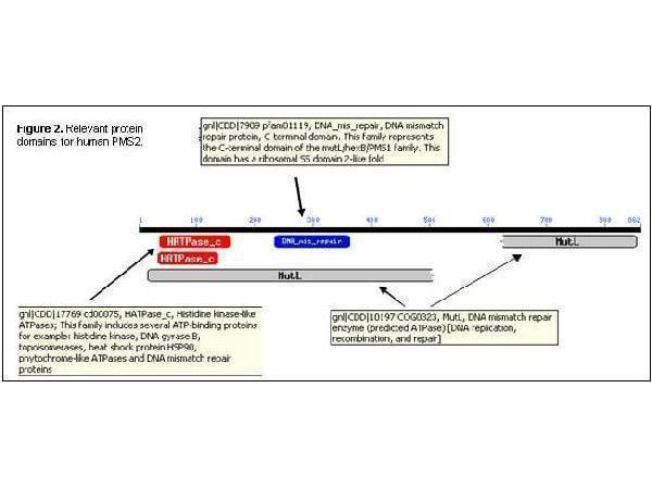 Relevant protein domains for human PMS2