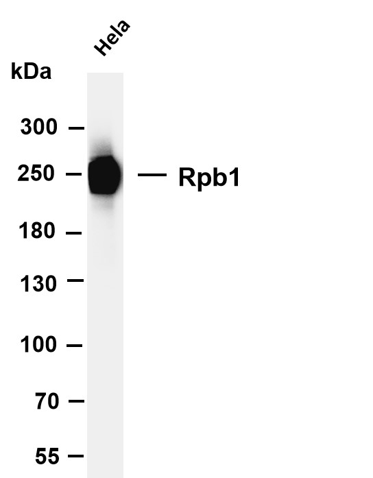 Various whole cell lysates were separated by 4-8% SDS-PAGE, and the membrane was blotted with anti-Rpb1 antibody