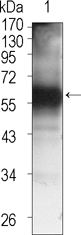 m01031 tec primary antibodies wb testing 1