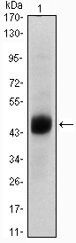 m01032 1 foxa2 primary antibodies wb testing 2