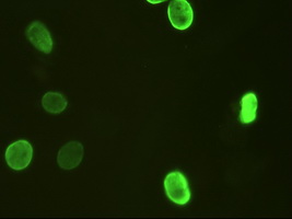 m01032 2 anti foxa2 mouse monoclonal antibody clone id oti3c10 if testing 7