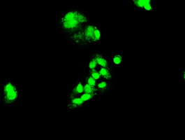 m01032 2 anti foxa2 mouse monoclonal antibody clone id oti3c10 if testing 8
