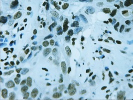 m01032 2 anti foxa2 mouse monoclonal antibody clone id oti3c10 ihc testing 4