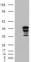 m01032 2 anti foxa2 mouse monoclonal antibody clone id oti3c10 wb testing 1