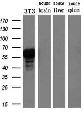 m01032 2 anti foxa2 mouse monoclonal antibody clone id oti3c10 wb testing 3