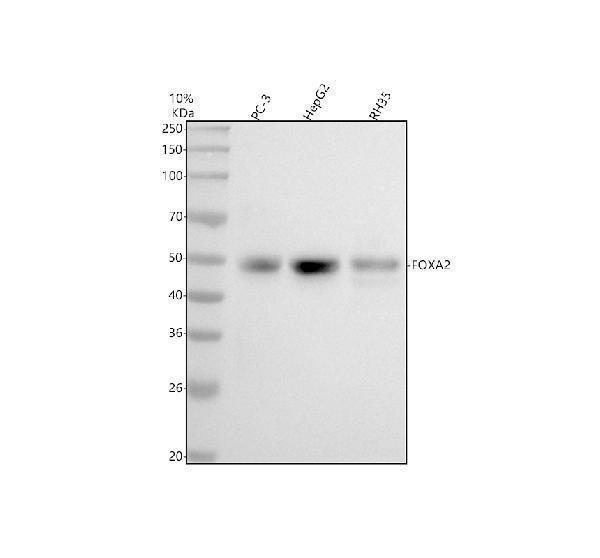 m01032 2 foxa2 primary antibodies wb testing 1