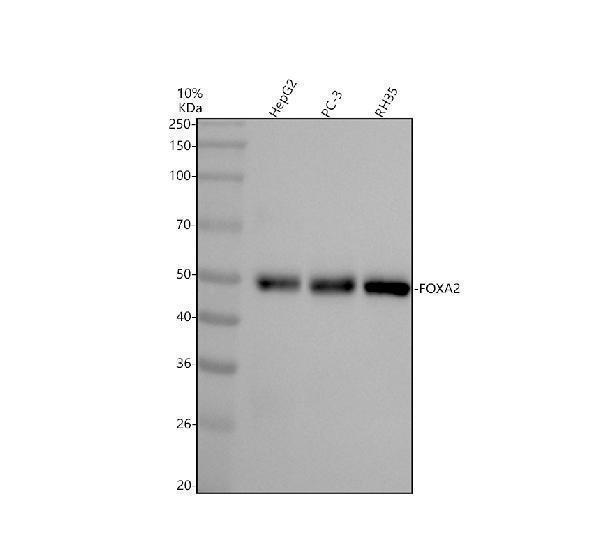m01032 foxa2 primary antibodies wb testing 1