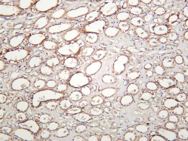 Human kidney was stained with anti-Paxillin rabbit antibody